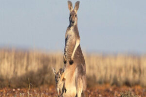 Kangaroos