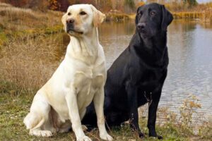 labrador-retriever