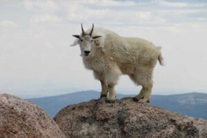 mountain-goat