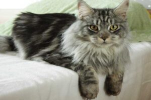 maine-coon