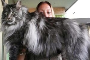 maine-coon