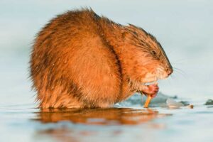 muskrat