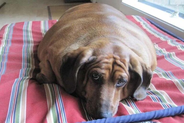 10 Weirdest Pets In The World Depth World 10 Weirdest Pets In The World Depth World