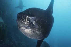 ocean-sunfish