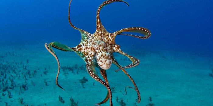 octopus