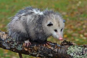 Opossum-virginia