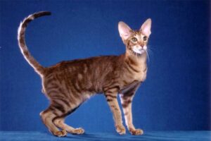 oriental-shorthair