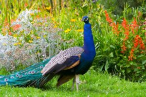 PEACOCKS