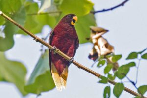 pohnpei-lorikeet