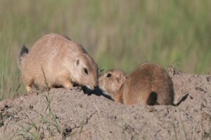 PRAIRIE DOGS