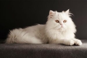 persian-cat