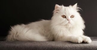 persian-cat