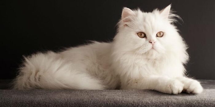 persian-cat