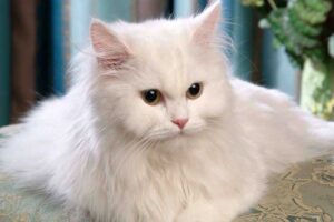 persian-cat