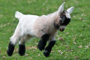 pygmy-goat