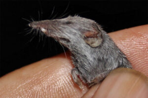 pygmy-shrew