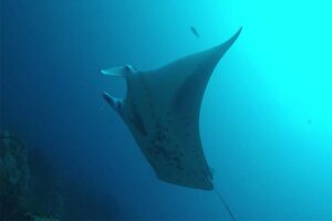 reef-manta-ray