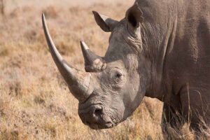 Rhinoceros horn