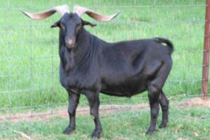 spanish-goat