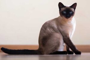 10 Astonishing cat breeds - Depth World