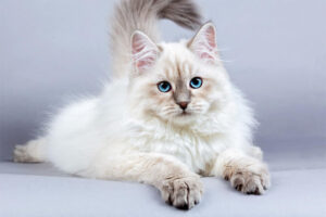 siberian-cat-breed