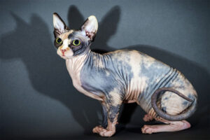 sphynx-cat-breed