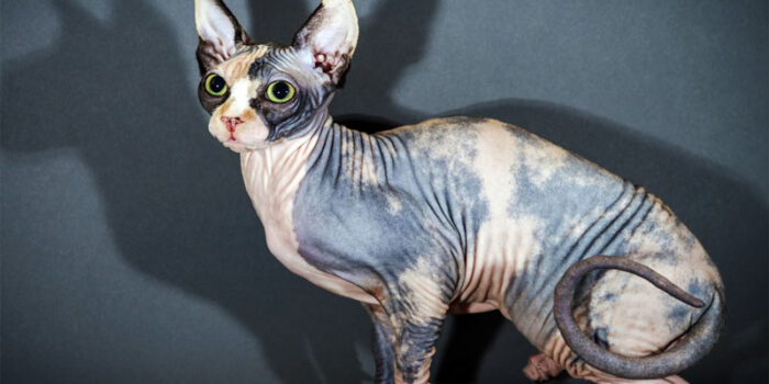 sphynx-cat-breed