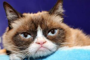 the-grumpy-cat