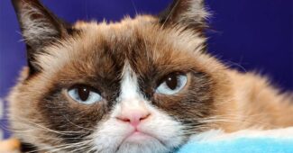 the-grumpy-cat