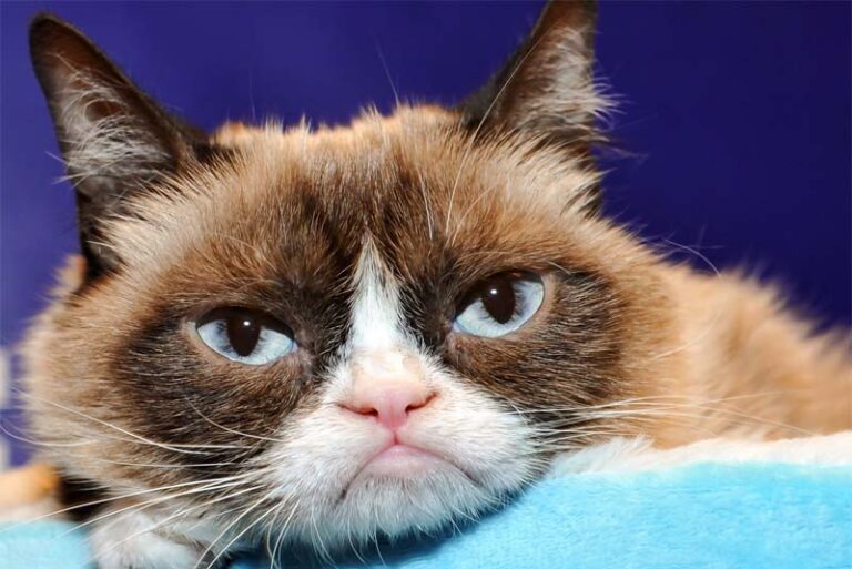 10 Weirdest Pets In The World Depth World 10 Weirdest Pets In The World Depth World