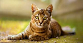 toyger