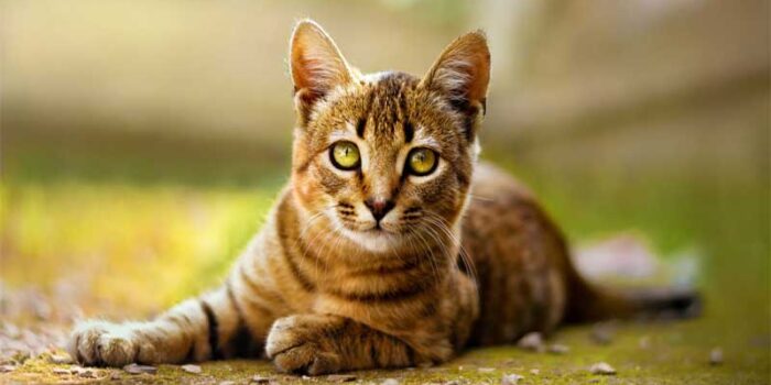 toyger