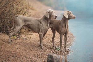 weimaraner