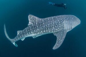 whale-shark