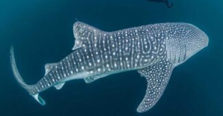 whale-shark