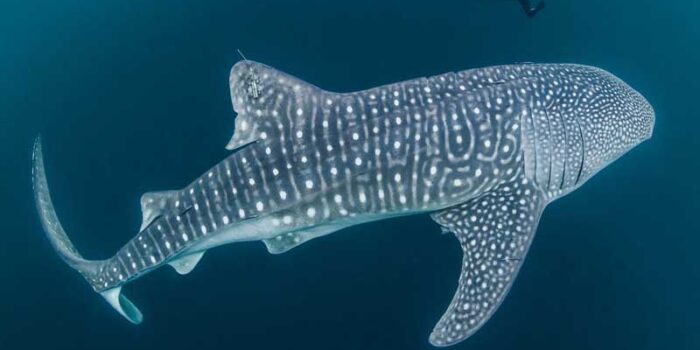 whale-shark