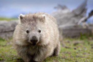 wombat