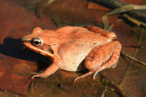 wood-frog