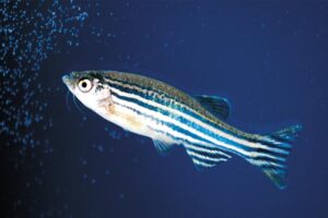 zebrafish