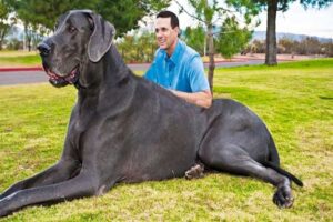 zeus-the-giant-dog