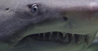 10-crazy-facts-about-sharks