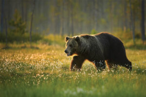 grizzly bear