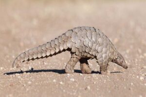 pangolins and anteaters