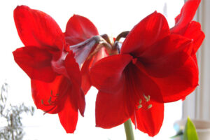 amaryllis