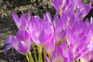 autumn-crocus