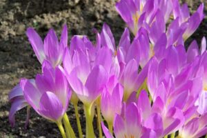 autumn-crocus