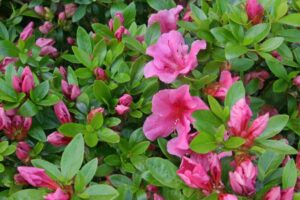 azalea-rhododendron