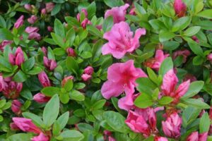 azalea-rhododendron