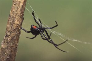 black-widow-spider