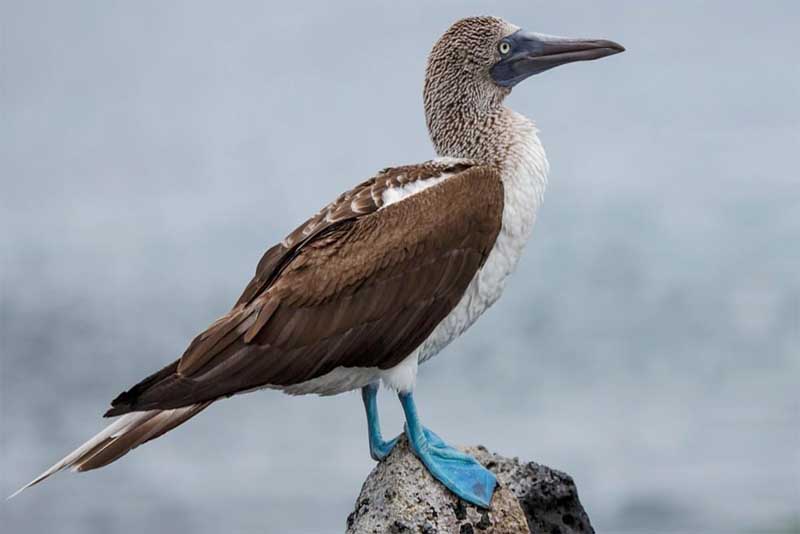 blue-footed-booby